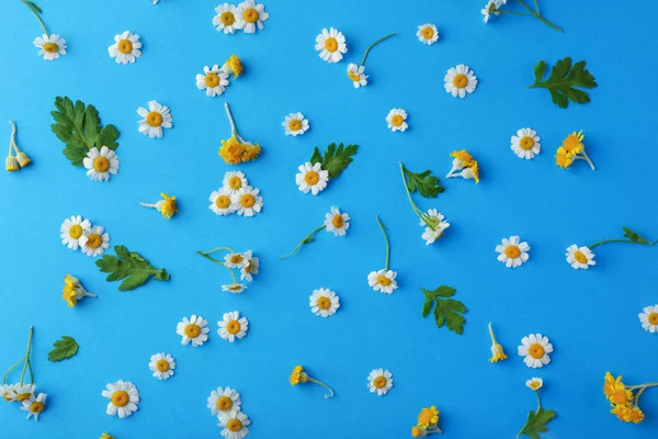 Verspreide kamille bloemen op kleur achtergrond — Stockfoto