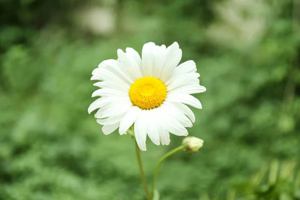 Hermosa flor de manzanilla —  Fotos de Stock