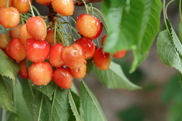 Rama con cerezas dulces — Foto de Stock