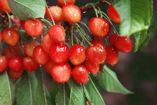 Tatlı kiraz ile şube 