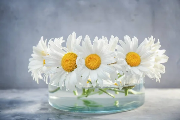 Gyönyörű chamomiles vázában — Stock Fotó