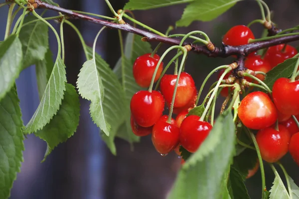 Branch with sweet cherries — Stock Photo, Image