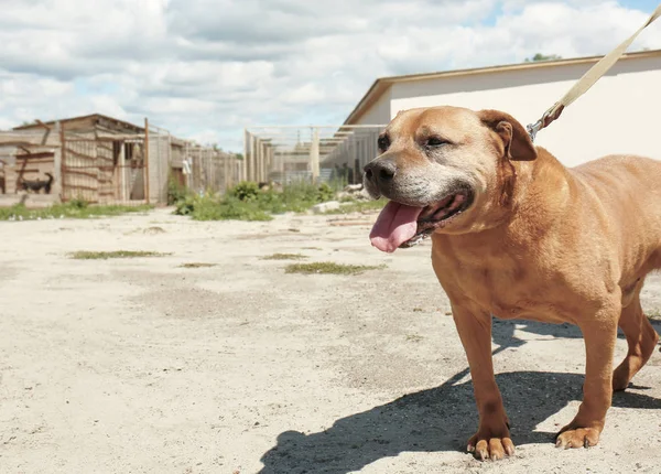Собака по свинцу гуляет по территории приюта для животных — стоковое фото