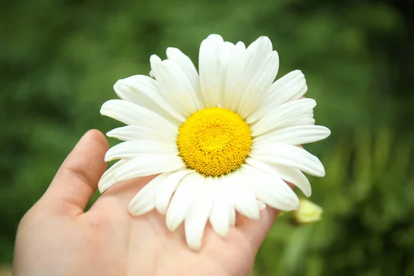 Hand with chamomile flower — Stock Photo, Image