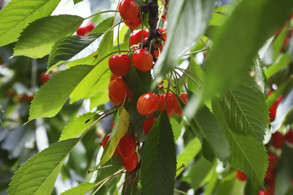 Branch with sweet cherries — Stock Photo, Image