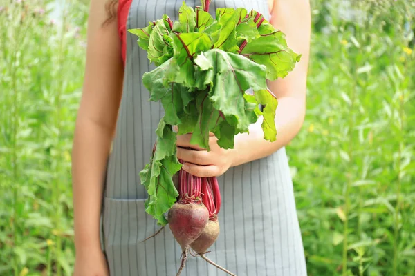 Kvinna anläggning unga rödbetor — Stockfoto