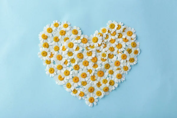 色の背景上の美しいカモミールの花から作られた心 — ストック写真