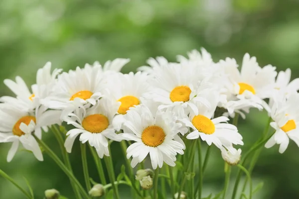 美しい鎮静の花束 — ストック写真