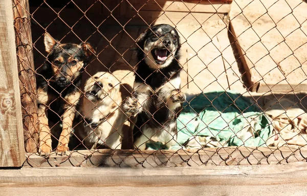 Evsiz köpekleri barınak kafeste — Stok fotoğraf