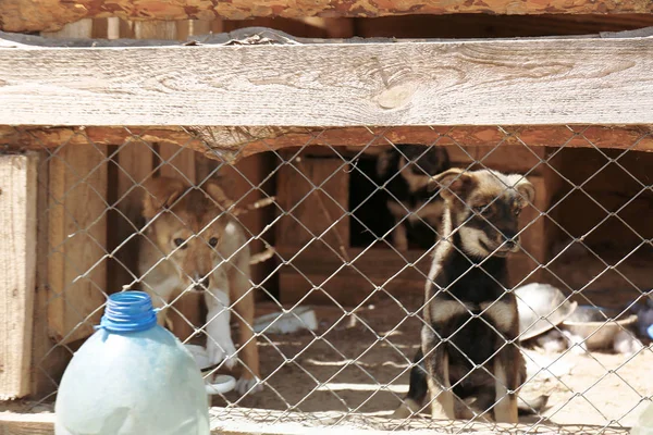 Cachorros bonitos na gaiola de abrigo — Fotografia de Stock