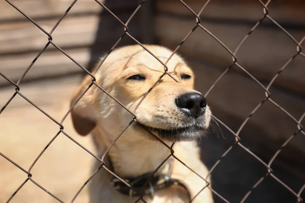 Evsiz köpek hayvan barınağı — Stok fotoğraf