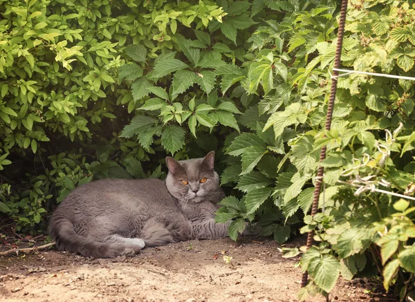 British Shorthair cat lying on ground outdoors — Stock Photo, Image