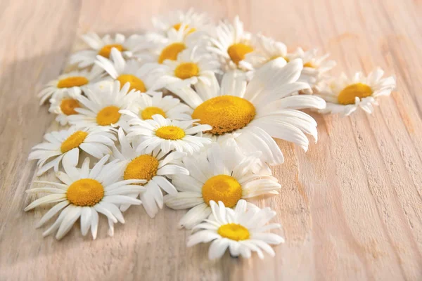 Beautiful chamomile flowers — Stock Photo, Image