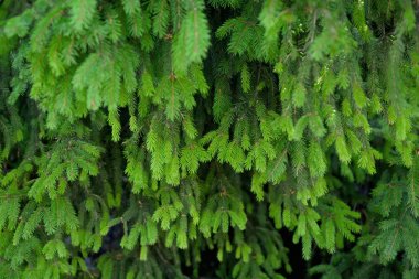 Güzel köknar ağacı dalları 