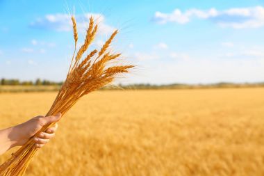 Spikelets demet manzara arka planda tutan kadın