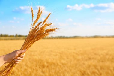 Woman holding bunch of spikelets on landscape background clipart