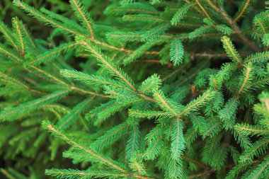 Güzel köknar ağacı dalları 