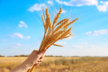Kadın holding grup spikelets 