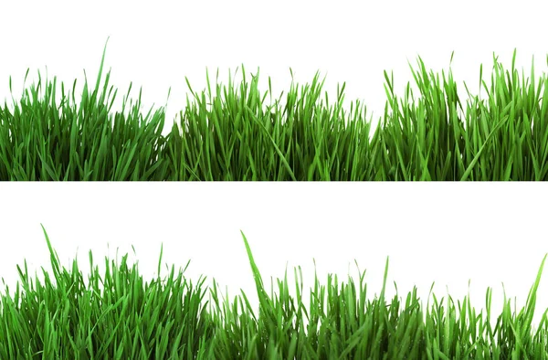 पांढरा पार्श्वभूमीवर हिरव्या गवत कोलाज — स्टॉक फोटो, इमेज