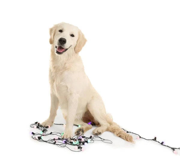 Cão bonito com luzes de Natal — Fotografia de Stock