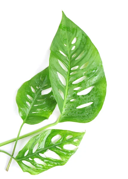 Πράσινα τροπικά φύλλα σε λευκό φόντο — Φωτογραφία Αρχείου