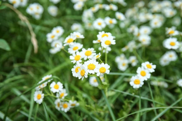 Beautiful chamomile flowers on green meadow — Stock Photo, Image