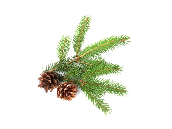 Branches of fir tree — Stock Photo, Image