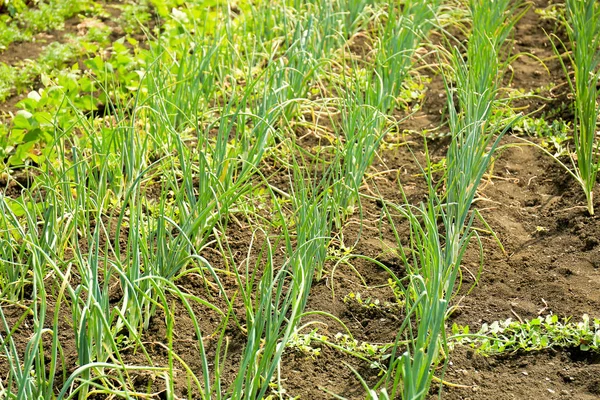 Cipolla verde che cresce in giardino nella giornata di sole — Foto Stock