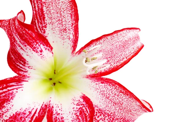 Wunderschöne Amaryllis-Blume auf weißem Hintergrund, Nahaufnahme — Stockfoto