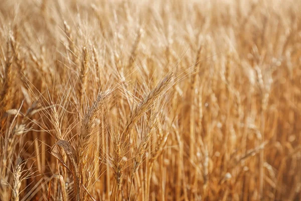 Колючки на пшеничном поле, крупный план — стоковое фото
