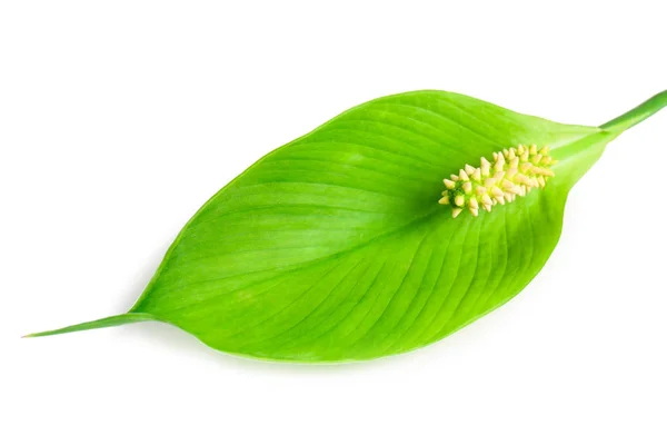 Schöne grüne Friedenslilie Blume auf weißem Hintergrund — Stockfoto