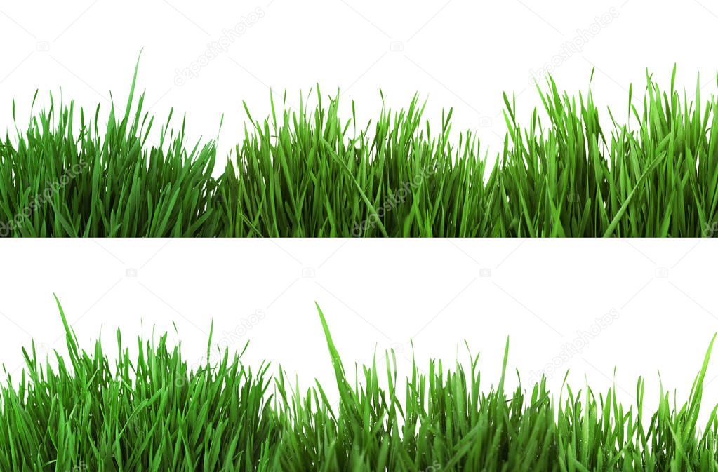 Collage of green grass on white background