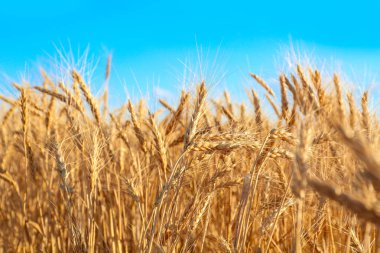 Güzel buğday tarlası 