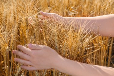 Buğday spikelets alana dokunmadan kadın