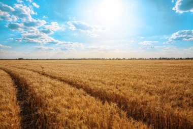 wheat field at sunny day clipart