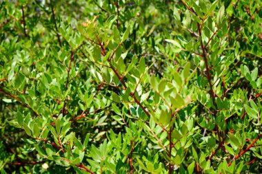 Tropikal bush yeşil yaprakları, closeup ile