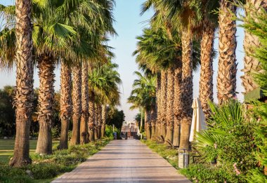 Tatil köyündeki tropik palmiye ağacı sokağı