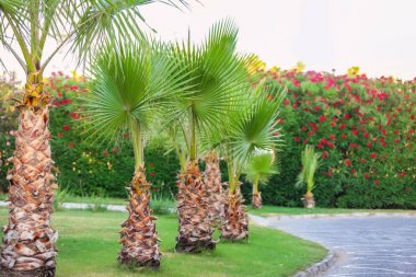 Güzel tropik avuç içi Bahçe