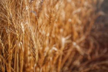 Spikelets buğday alanında, portre