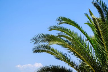 Güzel tropik avuç içi mavi gökyüzü arka plan