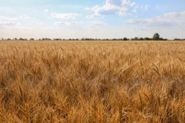 Güzel buğday tarlası 
