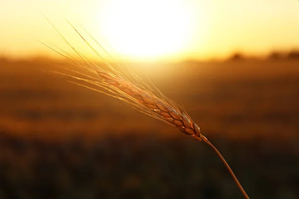 Spikelet in wheat field at sunset — Stock Photo, Image