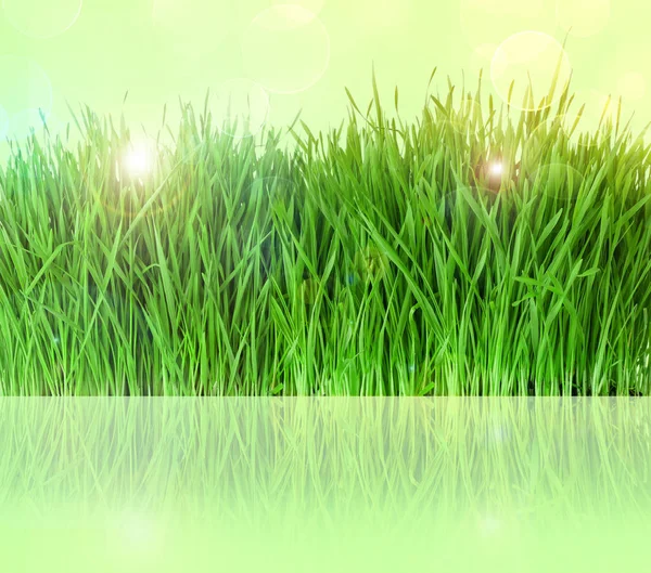 Wheat grass on color background — Stock Photo, Image