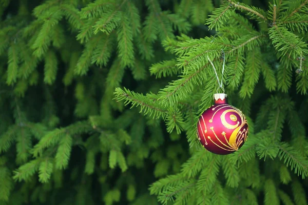 Bola de Natal pendurada no ramo de abeto — Fotografia de Stock