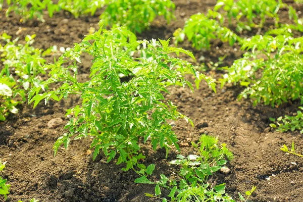 Green tomato bushes in garden — Stock Photo, Image