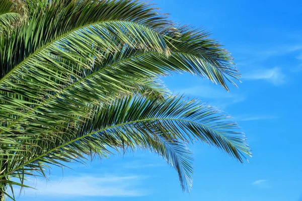 Jasny zielony palm gałęzie drzew na tle niebieskiego nieba — Zdjęcie stockowe