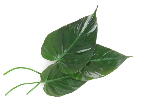 Zelené tropické listy na bílém pozadí — Stock fotografie