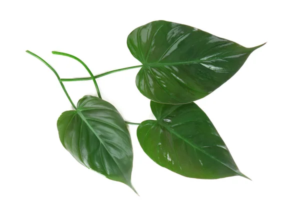 Зелене тропічне листя на білому тлі — стокове фото