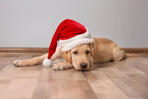 Niedlicher Hund mit Weihnachtsmann-Hut — Stockfoto