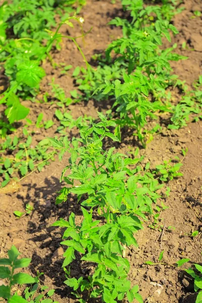 Arbustos de tomate verde en el jardín —  Fotos de Stock